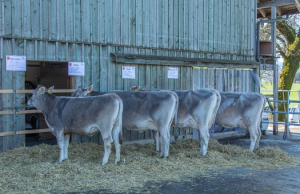 Stefan Bucher Walhalla 66